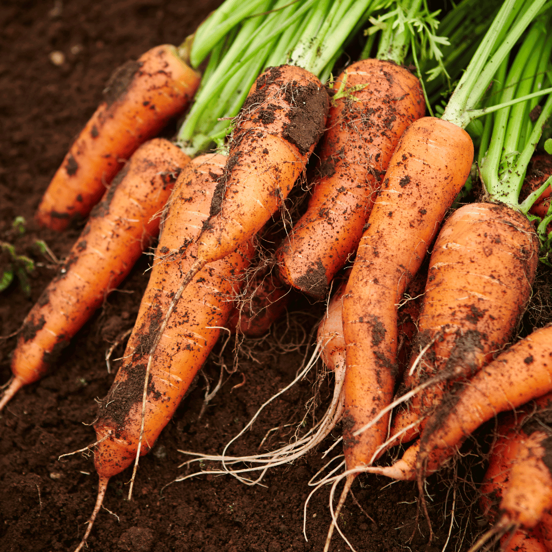 Big Carrot - Image 2